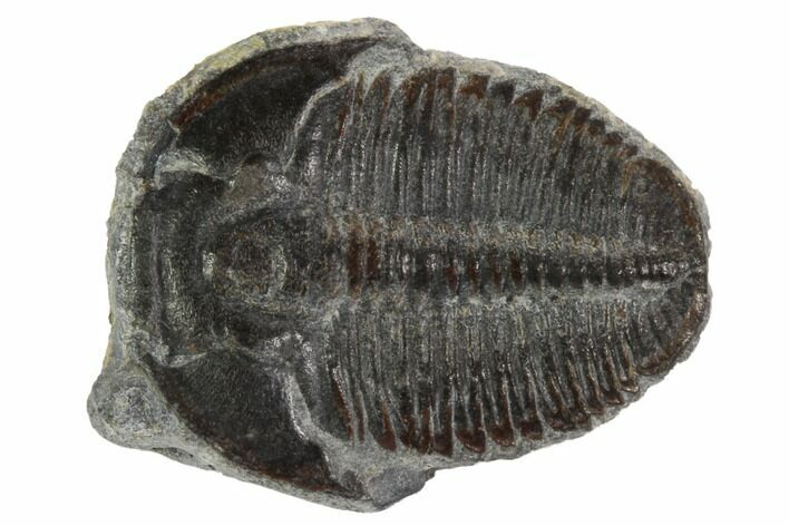 Elrathia Trilobite Fossil - Utah #97038
